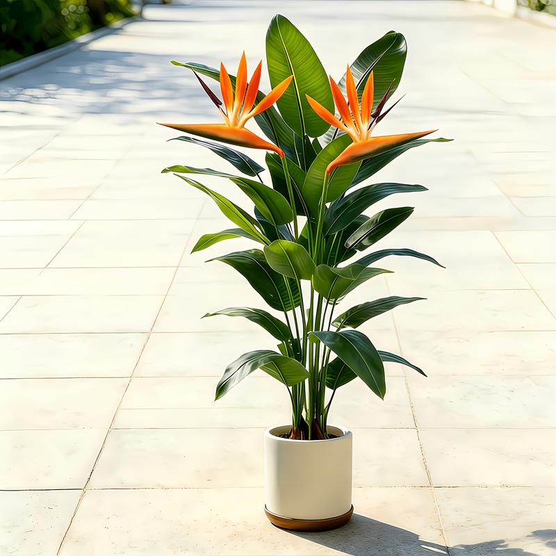 Árbol de hojas de plátano arti - Bonsai Garden Sushi reseña y precio